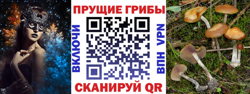 дарнет шоп  Дрезна  Галлюциногенные грибы мухоморы 